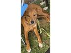Moka, Labrador Retriever For Adoption In San Ysidro, California