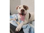 Kona Mae, American Pit Bull Terrier For Adoption In Roseville, California