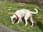 Porter, Terrier (unknown Type, Small) For Adoption In Olympia, Washington