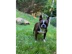 Peaches Pelzer - 4072nc, Boston Terrier For Adoption In Maryville, Tennessee