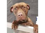 Kovu, American Pit Bull Terrier For Adoption In Cooperstown, New York