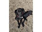 Terrific “tommy”, Labrador Retriever For Adoption In Oxford, Michigan