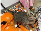 Gizmo, Domestic Shorthair For Adoption In Parlier, California