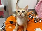 Gadget, Domestic Shorthair For Adoption In Parlier, California