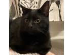 Wrigley, Domestic Shorthair For Adoption In Ann Arbor, Michigan