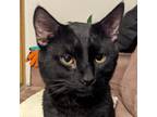 Frank, Domestic Shorthair For Adoption In Ann Arbor, Michigan