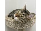 Cheeto, Domestic Shorthair For Adoption In Calgary, Alberta