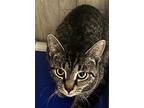 Petal, Domestic Shorthair For Adoption In Columbus, Ohio