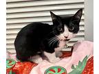 Cabbage, Domestic Shorthair For Adoption In Whitestone, New York
