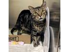 Sammy, Domestic Shorthair For Adoption In Richmond, Virginia