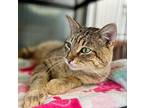 Linus, Domestic Shorthair For Adoption In Columbia, Illinois