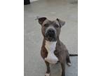 Tullamore 52223, American Staffordshire Terrier For Adoption In Aiken