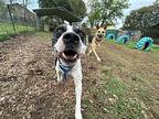 Brock, American Pit Bull Terrier For Adoption In Rosharon, Texas