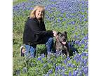 Black Pearl Luco, American Pit Bull Terrier For Adoption In Rosharon, Texas