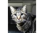 72006a Caulisandro-pounce Cat Cafe, Domestic Shorthair For Adoption In North