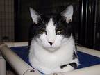 Alan, Domestic Shorthair For Adoption In Richmond, Indiana