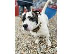Wishbone, Patterdale Terrier (fell Terrier) For Adoption In Grafon, Ohio