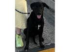 Sam, Labrador Retriever For Adoption In Los Angeles, California