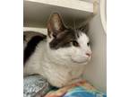 Cookies And Cream, Domestic Shorthair For Adoption In Reisterstown, Maryland