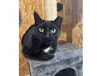 Morticia, Domestic Shorthair For Adoption In West Columbia, South Carolina