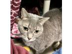 Laszla, Domestic Shorthair For Adoption In Fredericksburg, Virginia