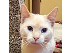 Winter, Siamese For Adoption In Accident, Maryland