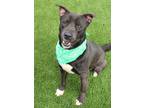 Fish, American Pit Bull Terrier For Adoption In Kiln, Mississippi