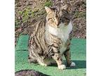 Aslan, Domestic Shorthair For Adoption In Bowie, Maryland