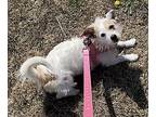 Ms. Yoda, Parson Russell Terrier For Adoption In Amherst, Massachusetts