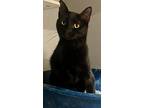 Pepper, Domestic Shorthair For Adoption In Anoka, Minnesota