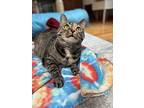 Rhoda, Domestic Shorthair For Adoption In Bloomsburg, Pennsylvania