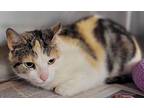 Lilac, Domestic Shorthair For Adoption In Atlantic City, New Jersey