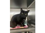 Bean, Domestic Shorthair For Adoption In Columbia City, Indiana