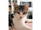 Finn, Domestic Shorthair For Adoption In San Francisco, California