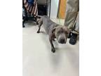 Stella, American Staffordshire Terrier For Adoption In St Augustine, Florida
