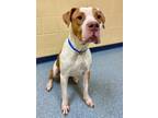 Garrett, American Pit Bull Terrier For Adoption In Bingham Farms, Michigan