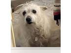Daisy Mae, Westie, West Highland White Terrier For Adoption In North Las Vegas