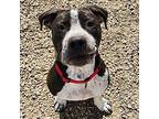 King, American Staffordshire Terrier For Adoption In Yankton, South Dakota