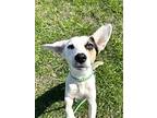 Mitera, Jack Russell Terrier For Adoption In Cleveland, Tennessee
