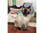 Hector, Domestic Shorthair For Adoption In Salmon Arm, British Columbia