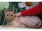 Cowboy, Domestic Shorthair For Adoption In West Chester, Pennsylvania