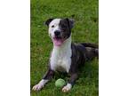 Gypsy, American Pit Bull Terrier For Adoption In Gulfport, Mississippi