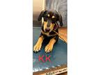 Kk, Doberman Pinscher For Adoption In Chatham, New Jersey