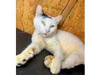 Hano, Domestic Shorthair For Adoption In Hammond, Louisiana