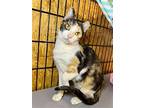 Apricot, Calico For Adoption In Hammond, Louisiana