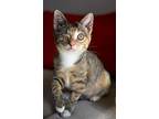 Ducky, Domestic Shorthair For Adoption In Chicago, Illinois