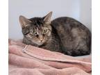 Ember, Domestic Shorthair For Adoption In Terre Haute, Indiana