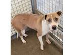 Linda, American Staffordshire Terrier For Adoption In Raeford, North Carolina