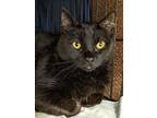 Naomie, Domestic Shorthair For Adoption In Fremont, Nebraska