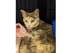 Ms Margret, Domestic Shorthair For Adoption In Fremont, Nebraska